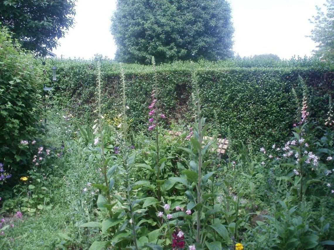 welcome to wales wildflower garden photograph taken in Wrexham ,north wales<br />