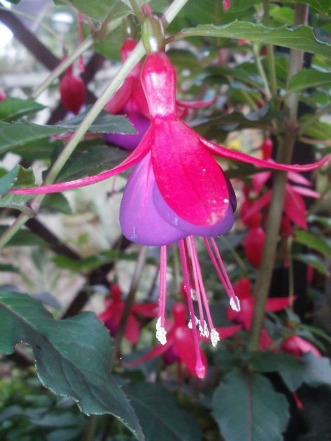 Fuchsia photograph of fuchsia magellanica  <br />
 Fuchsia magellanica