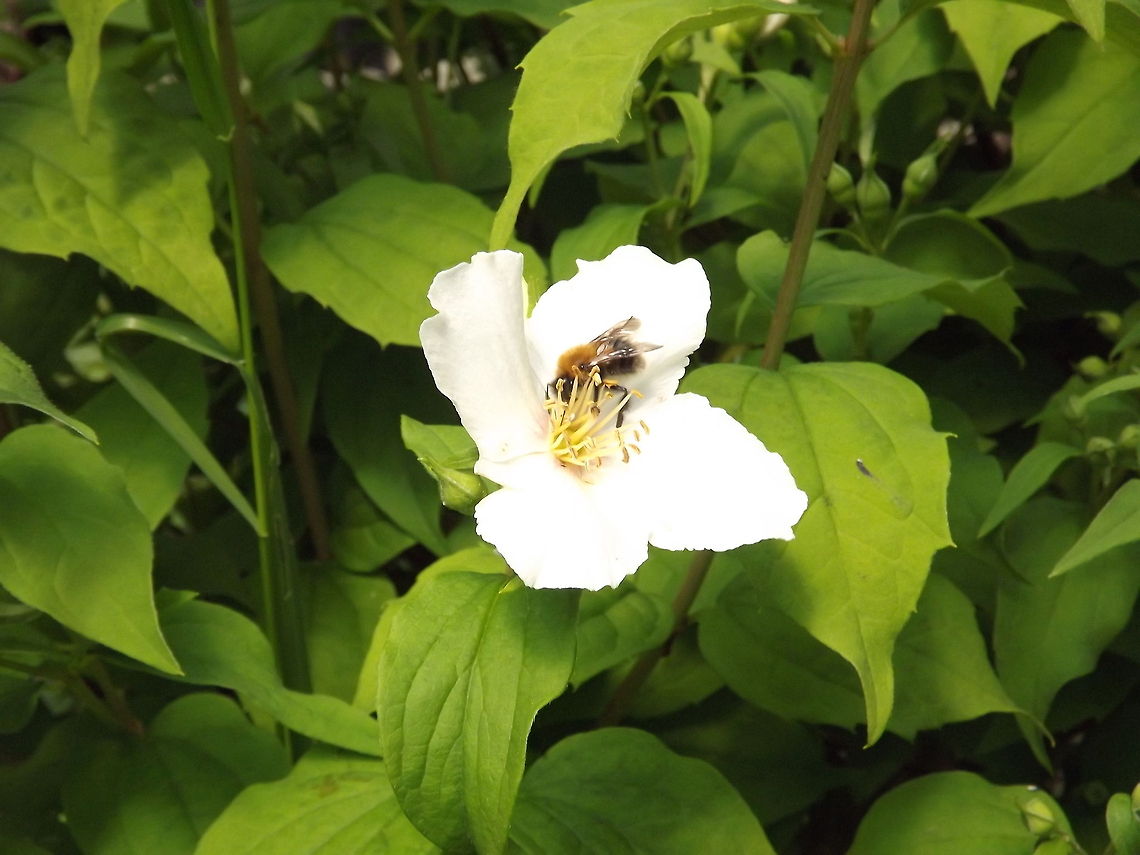 mock orange <br />
honey bee on a mock orange (philadelphus)