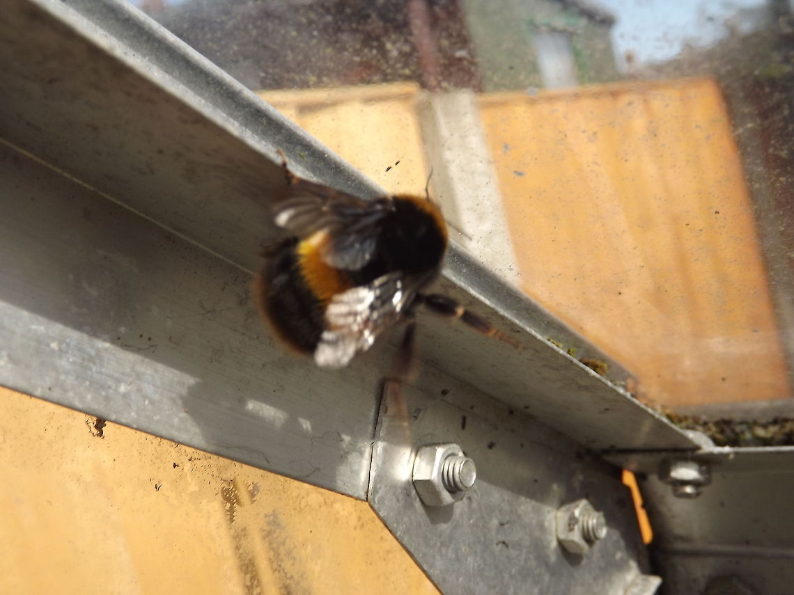 mr bumble bumble bee in greenhouse Bombus huntii,Hunt's bumble bee