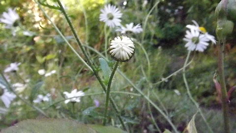 ox eye ox eye daisy (leucanthemum vulgare)  closed up