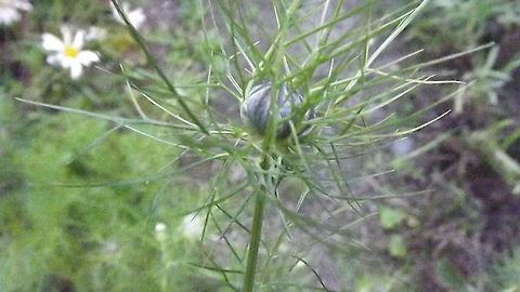 jewel variety love in a mist (nigella( jewel mix