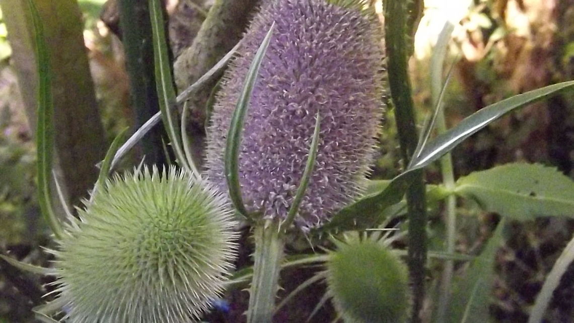 Fuller's teasel teasel Dipsacus fullonum,Fullers Teasel