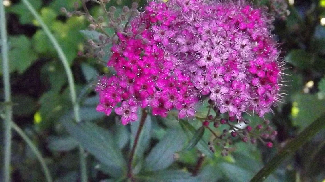 bridal wreath spirea was known as the bridal wreath as it was used in wedding bouquets <br />