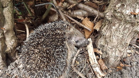 European hedgehog one of two baby hedgehogs living in my front garden Erinaceus europaeus,European Hedgehog