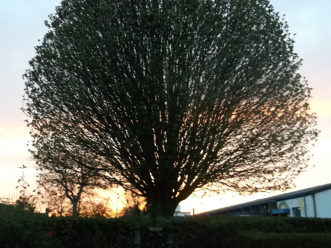 sunset the beautiful rowan tree  European Rowan,Sorbus aucuparia