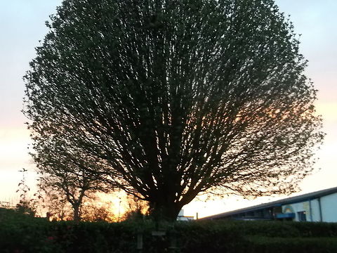 sunset the beautiful rowan tree  European Rowan,Sorbus aucuparia