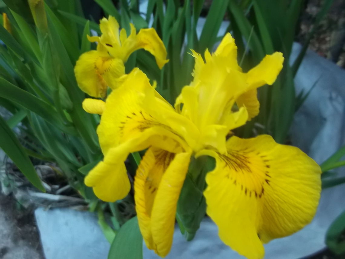 flag iris