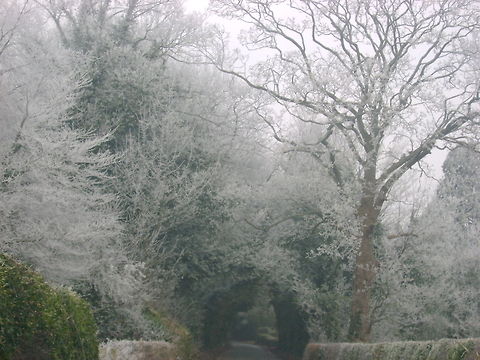 cold and frosty morning this photograph was taken on Christmas morning 2010  winter