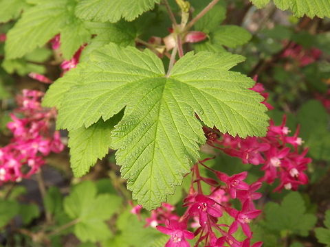 ribes ribes (currant family)
 Redcurrant,Ribes rubrum