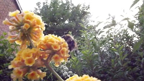 honey honey bee on the flower of a buddleia (davidii) Buddleja davidii