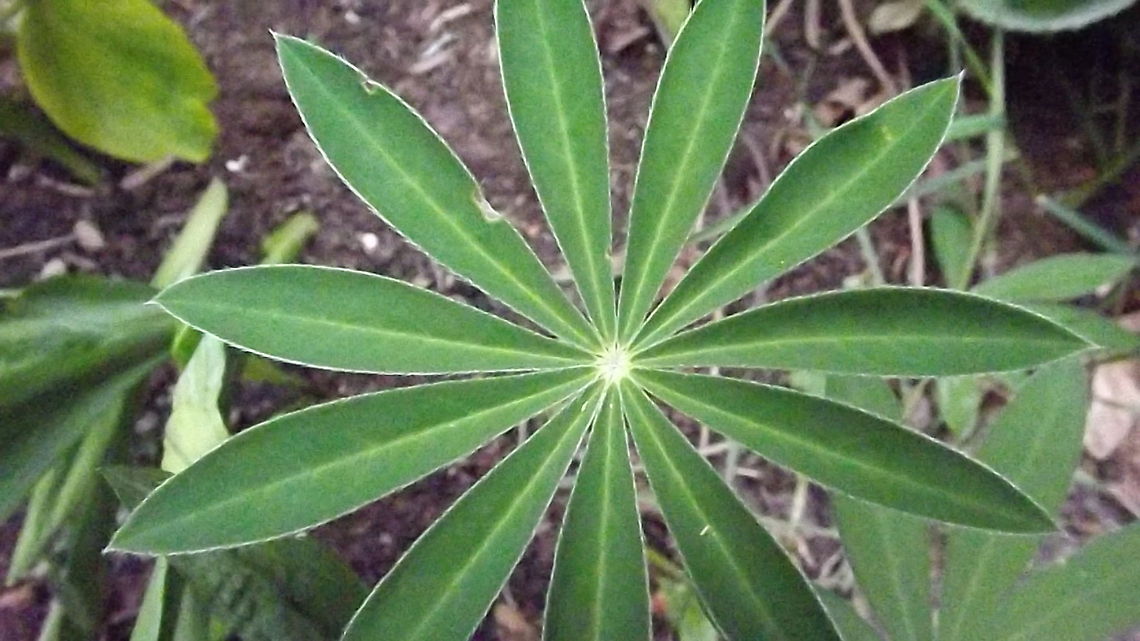 lupin leaf the leaf of a lupin (Russell variety) photograph taken in north wales Bigleaf Lupine,Lupinus polyphyllus