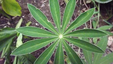 lupin leaf the leaf of a lupin (Russell variety) photograph taken in north wales Bigleaf Lupine,Lupinus polyphyllus