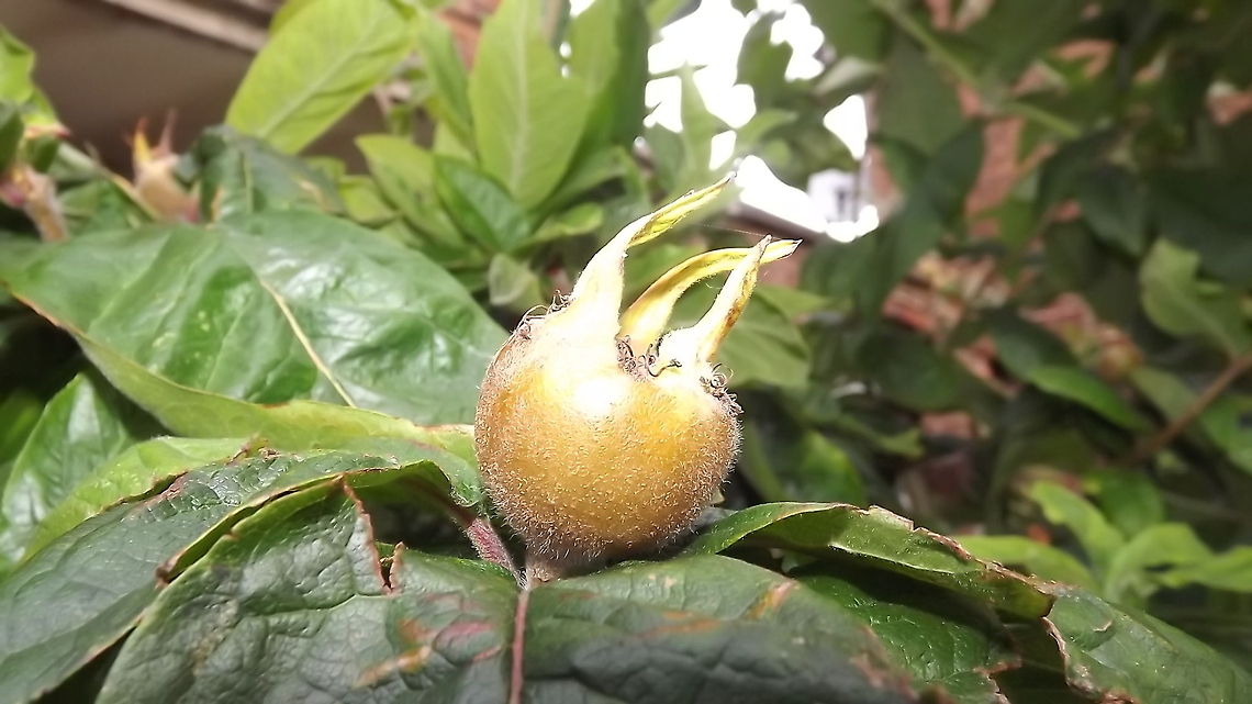 medlar this medlar tree was rescued from a garden that was going to be built on <br />
 Mespilus germanica