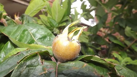 medlar this medlar tree was rescued from a garden that was going to be built on 
 Mespilus germanica