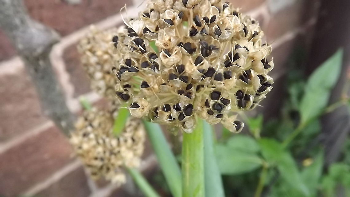 Seed head on a welsh onion  Allium fistulosum,Welsh onion