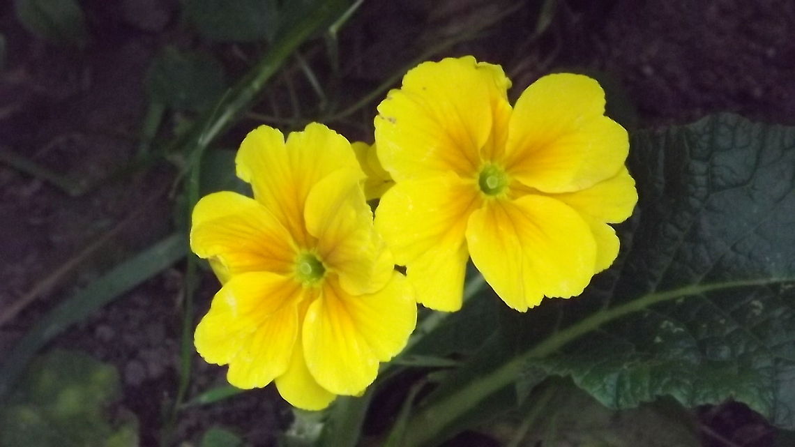 primrose hill yellow primrose .photograph taken Wrexham,wales
