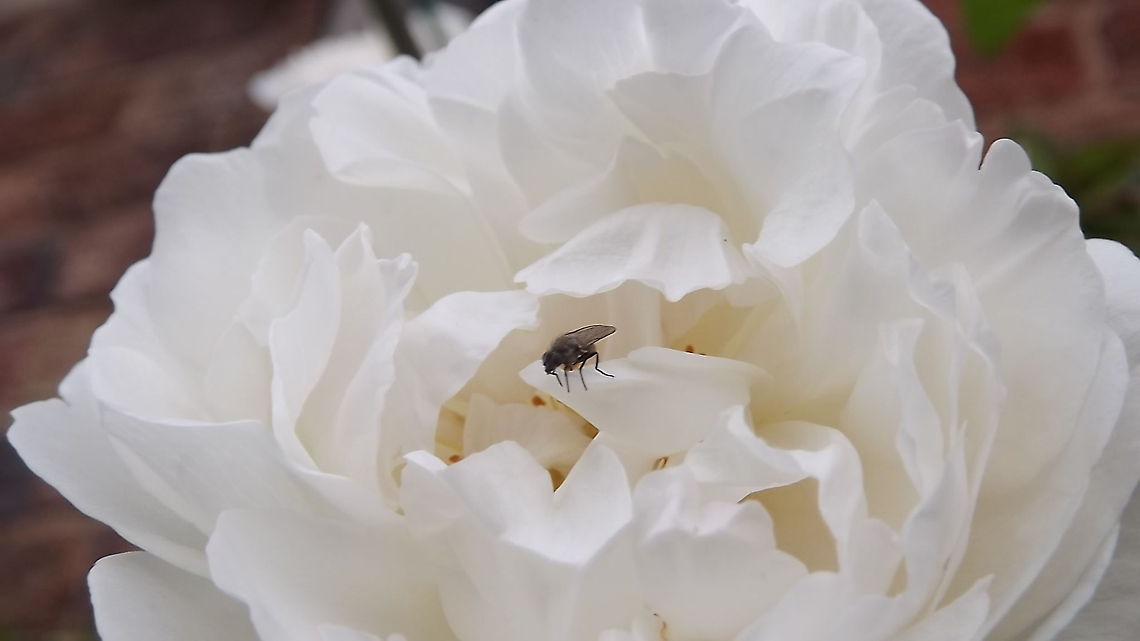 fly by night this photograph was taken of a fly on a rambling rose in my own front garden<br />