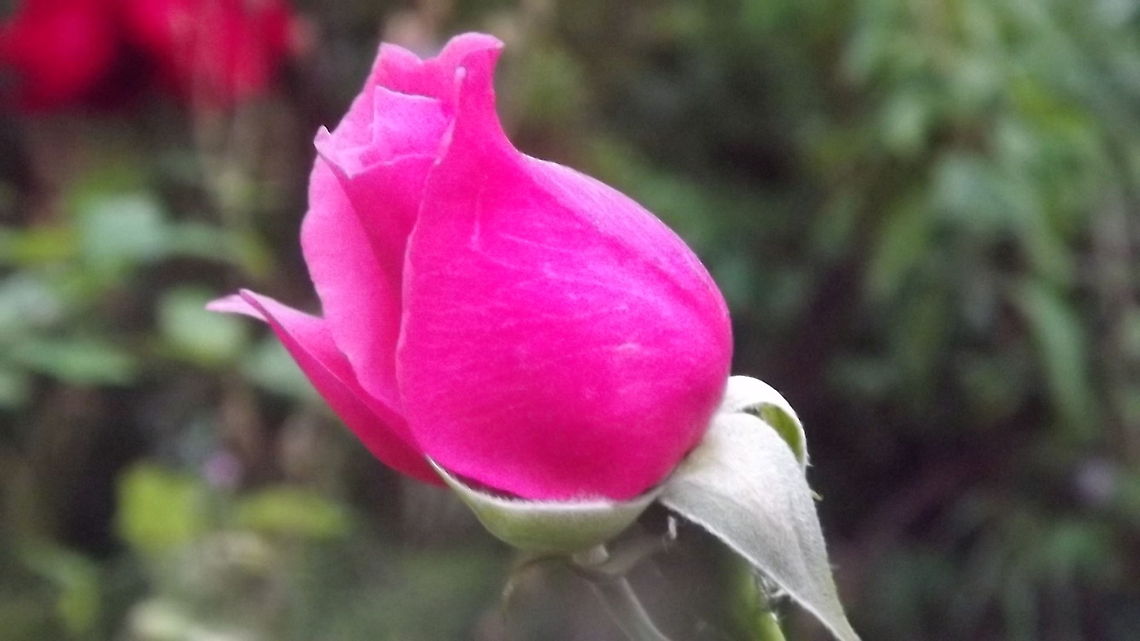 a rose unfurling photograph taken Wrexham,north wales
