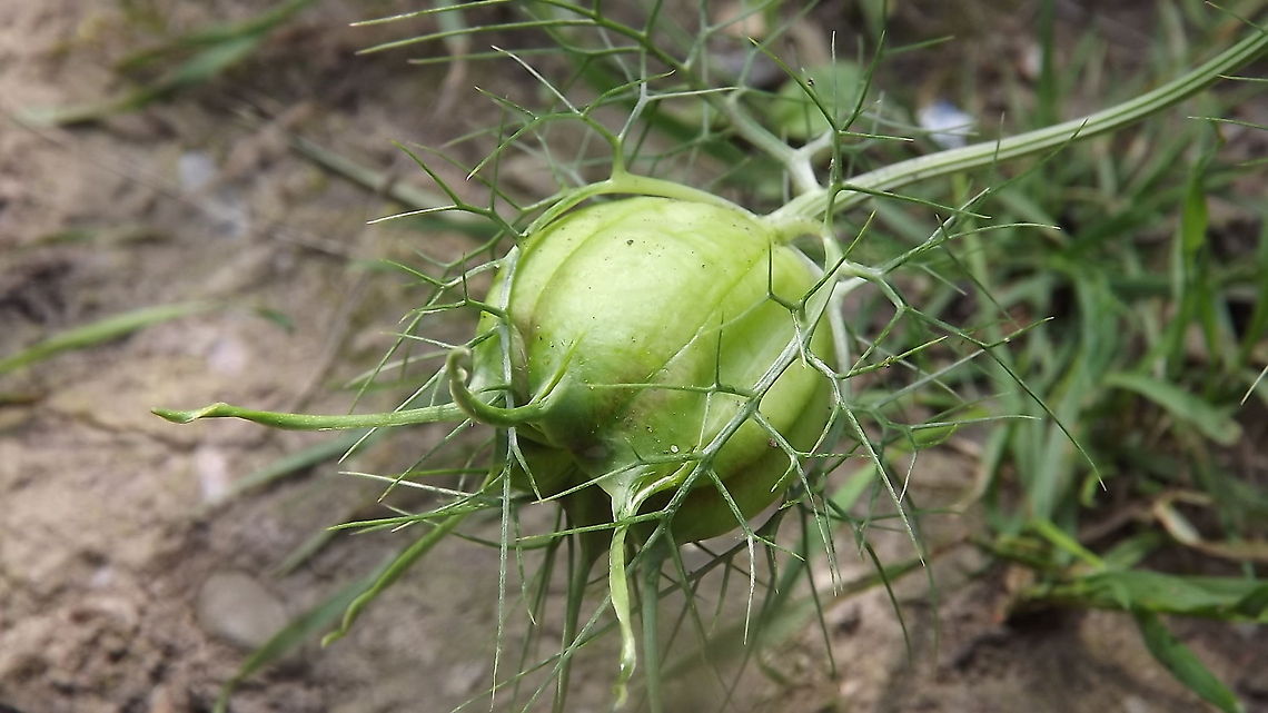 love in a mist seed head of nigella  (love in a mist) Nigella damascena