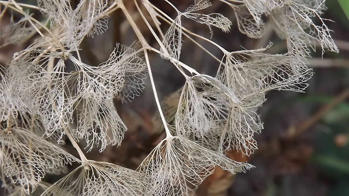 skeletons skeleton of a hydrangea flower Bigleaf hydrangea,Hydrangea macrophylla