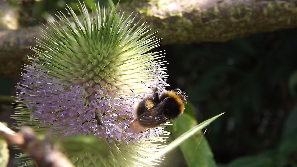 bee yourself bumble bee on a head of fullers teasel . photograph taken in Wrexham north wales Dipsacus fullonum,Fullers Teasel