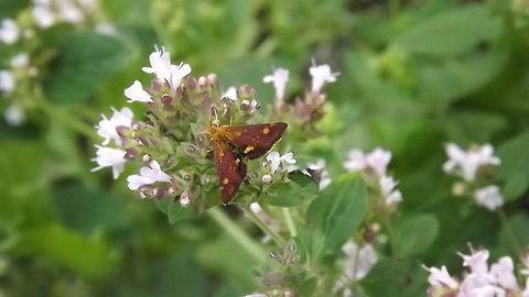 thyme and motion mint moth resting on some wild thyme Pyrausta aurata