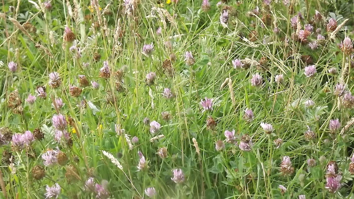 a field full of clover this photograph was taken in Newborough forest  Anglesey  , north wales Red clover,Trifolium pratense