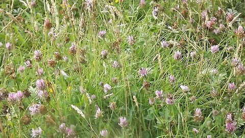 a field full of clover this photograph was taken in Newborough forest  Anglesey  , north wales Red clover,Trifolium pratense