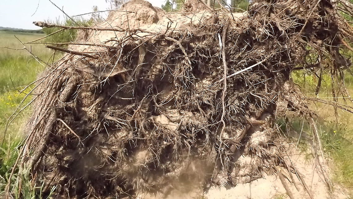 going   back to my roots 1 this photo is the roots of a scots pine  . newborough forest ,wales<br />
