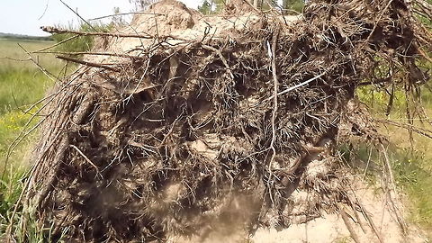 going   back to my roots 1 this photo is the roots of a scots pine  . newborough forest ,wales