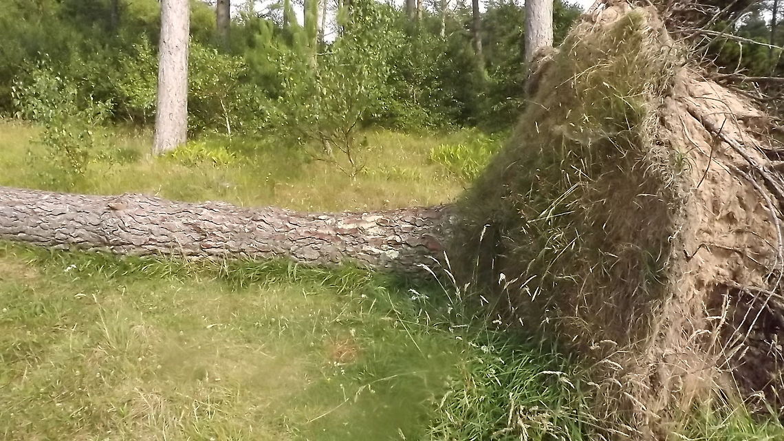 going back to my roots 2 scots pine uprooted .<br />
photograph taken in newborough forest , north wales<br />
 Pinus sylvestris,Scots Pine