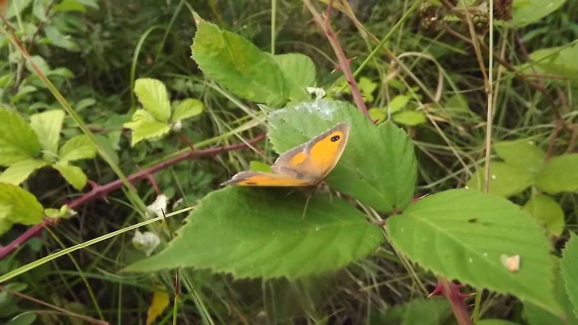 butterfly this is a gatekeeper butterfly taken in newborough forest north wales <br />
 Gatekeeper,Pyronia tithonus