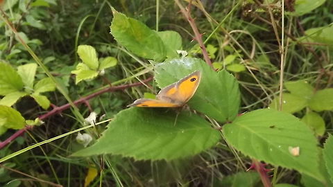 butterfly this is a gatekeeper butterfly taken in newborough forest north wales 
 Gatekeeper,Pyronia tithonus