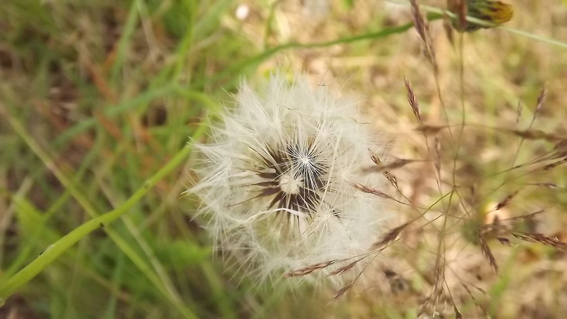 dandelion clock dandelion seed photographed in newborough forest,anglesey,north wales.