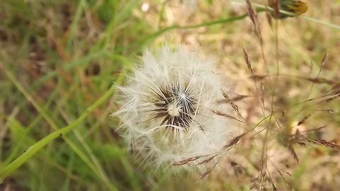 dandelion clock dandelion seed photographed in newborough forest,anglesey,north wales.