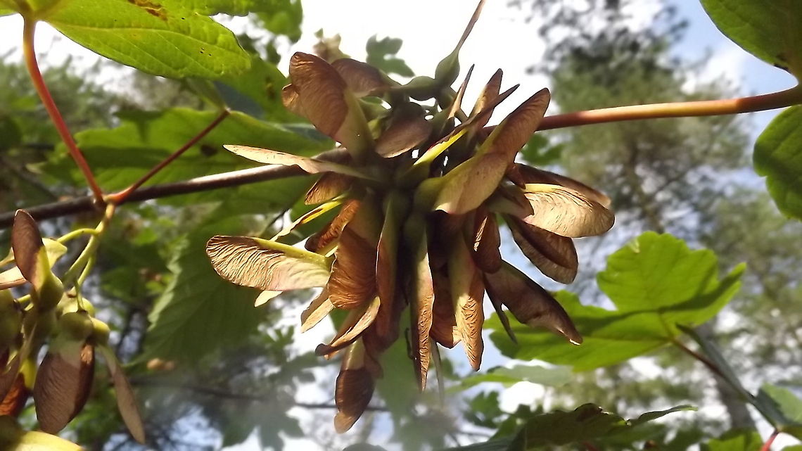 tree helicopters this is an underneath shot ,Newborough forest,wales<br />