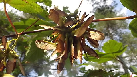 tree helicopters this is an underneath shot ,Newborough forest,wales