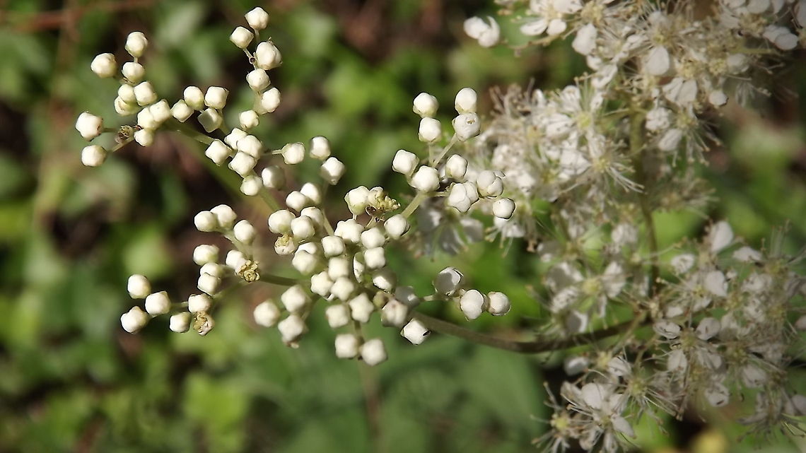 half and half   meadowsweet                                filipendula ulmaria. taken in newborough forest. Filipendula ulmaria,Geotagged,Meadowsweet,United Kingdom