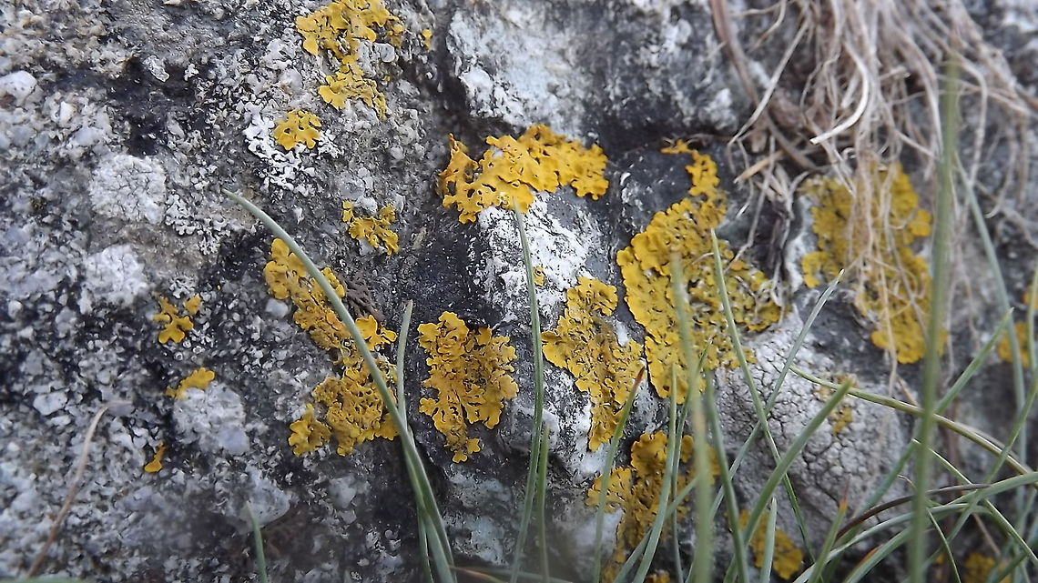 on the rocks lichens on a rock in rhosneigr,north wales Common orange lichen,Geotagged,United Kingdom,Xanthoria parietina,nitrophilus lichens