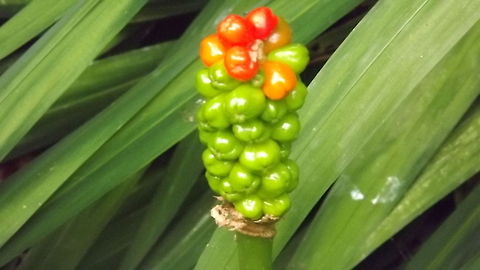 traffic lights arum orientale  Arum orientale