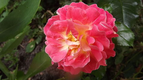 sunset hybrid rose ,photograph taken in wales                  Geotagged,United Kingdom