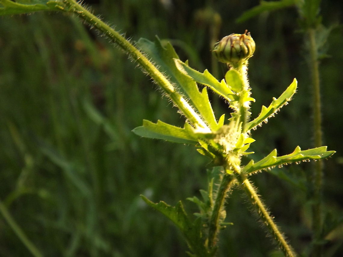 as the sun goes down the last of the evening light hitting the stems of an unopened ox eye daisy Leucanthemum vulgare,Ox-eye daisy