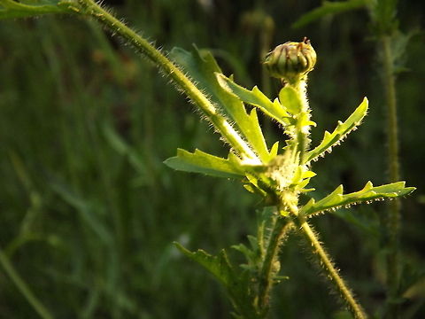 as the sun goes down the last of the evening light hitting the stems of an unopened ox eye daisy Leucanthemum vulgare,Ox-eye daisy