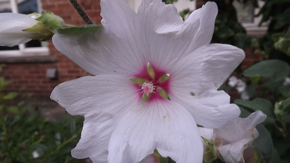 perfection the open flower of a mallow Malvaceae