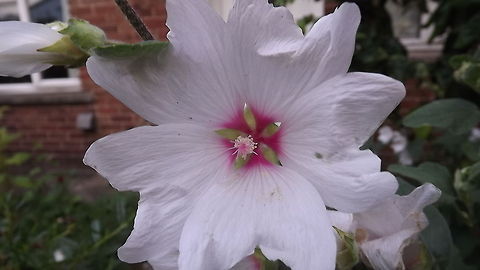 perfection the open flower of a mallow Malvaceae