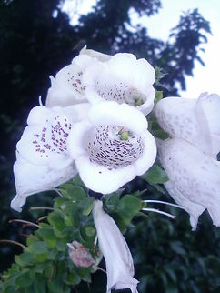 bees eye view inside the flower of a foxglove digitalis purpurea  (common foxglove)