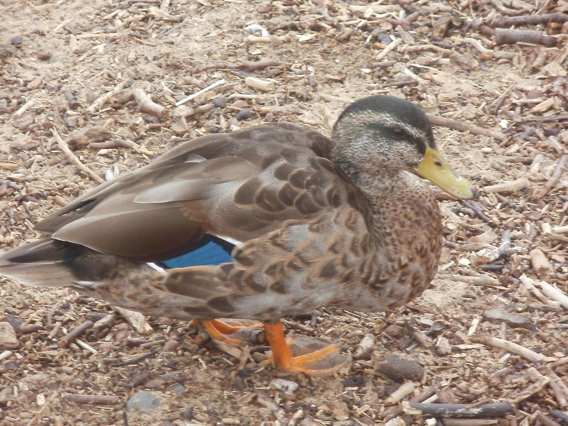 daffy picture taken on sandsend beach Whitby north Yorkshire. female mallard Anas platyrhynchos,Mallard