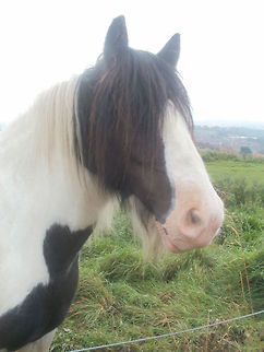In need of a trim this picture was taken in a field by Whitby abbey, north Yorkshire england