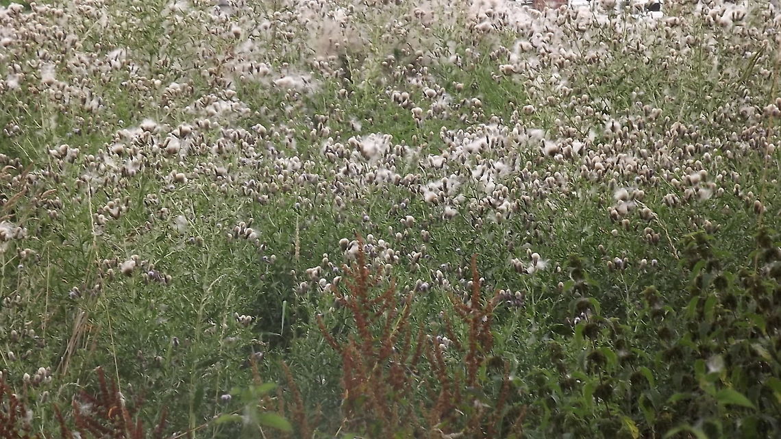 thistle down the wind a field full of thistles,photograph taken in wales. Cotton Thistle,Onopordum acanthium